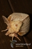 352-crop_[wilga].JPG