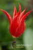 002_fotowilga.JPG