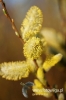 Filename=002_fotowilga~0.JPG
Filesize=77KB
Dimensions=360x540
Date added=Apr 04, 2012 002_fotowilga~0.JPG