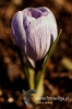 Filename=0032_fotowilga~1.JPG
Filesize=81KB
Dimensions=360x540
Date added=Apr 06, 2011 0032_fotowilga~1.JPG
