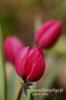 Filename=0093_fotowilga.JPG
Filesize=70KB
Dimensions=360x540
Date added=Apr 24, 2011 0093_fotowilga.JPG