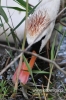 0094_fotowilga~1.JPG