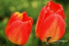 Filename=012_fotowilga.JPG
Filesize=107KB
Dimensions=720x480
Date added=Mar 21, 2012 012_fotowilga.JPG