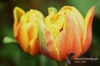 Filename=013_fotowilga.JPG
Filesize=108KB
Dimensions=720x480
Date added=Mar 17, 2012 013_fotowilga.JPG