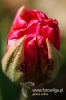 Filename=016_fotowilga~1.JPG
Filesize=78KB
Dimensions=360x540
Date added=May 14, 2012 016_fotowilga~1.JPG