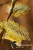 Filename=019_fotowilga.JPG
Filesize=98KB
Dimensions=360x540
Date added=Apr 04, 2012 019_fotowilga.JPG
