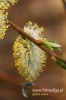 Filename=020_fotowilga.JPG
Filesize=92KB
Dimensions=360x540
Date added=Apr 04, 2012 020_fotowilga.JPG