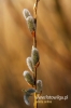 Filename=021_fotowilga.JPG
Filesize=76KB
Dimensions=360x540
Date added=Apr 04, 2012 021_fotowilga.JPG
