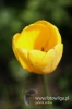 Filename=022_fotowilga~1.JPG
Filesize=67KB
Dimensions=359x540
Date added=May 09, 2012 022_fotowilga~1.JPG