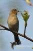 0237_fotowilga~1.JPG