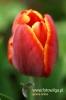 Filename=023_fotowilga.JPG
Filesize=74KB
Dimensions=360x540
Date added=Mar 17, 2012 023_fotowilga.JPG