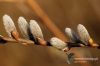 Filename=023_fotowilga~0.JPG
Filesize=114KB
Dimensions=720x480
Date added=Apr 04, 2012 023_fotowilga~0.JPG