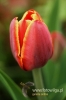Filename=024_fotowilga.JPG
Filesize=75KB
Dimensions=360x540
Date added=Mar 17, 2012 024_fotowilga.JPG