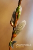 Filename=024_fotowilga~0.JPG
Filesize=73KB
Dimensions=360x540
Date added=Apr 04, 2012 024_fotowilga~0.JPG