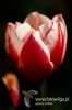 Filename=026_fotowilga~2.JPG
Filesize=72KB
Dimensions=360x540
Date added=May 06, 2012 026_fotowilga~2.JPG