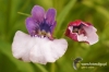 Filename=027_fotowilga~0.JPG
Filesize=98KB
Dimensions=720x480
Date added=Jul 17, 2012 027_fotowilga~0.JPG