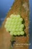 0283_fotowilga~0.JPG