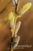 Filename=028_fotowilga~0.JPG
Filesize=84KB
Dimensions=360x540
Date added=Apr 04, 2012 028_fotowilga~0.JPG