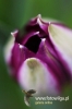 Filename=0294_fotowilga.JPG
Filesize=72KB
Dimensions=360x540
Date added=Mar 02, 2011 0294_fotowilga.JPG
