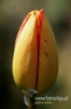 Filename=030_fotowilga~2.JPG
Filesize=70KB
Dimensions=360x540
Date added=May 12, 2012 030_fotowilga~2.JPG