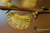 Filename=032_fotowilga.JPG
Filesize=120KB
Dimensions=720x480
Date added=Apr 04, 2012 032_fotowilga.JPG