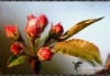 Filename=032_fotowilga.jpg
Filesize=268KB
Dimensions=720x499
Date added=Dec 30, 2011 032_fotowilga.jpg
