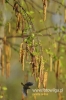 Filename=032_fotowilga~2.JPG
Filesize=66KB
Dimensions=360x540
Date added=Jun 20, 2012 032_fotowilga~2.JPG