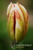 Filename=033_fotowilga.JPG
Filesize=74KB
Dimensions=360x540
Date added=Mar 18, 2012 033_fotowilga.JPG