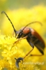 035-crop_[wilga]~6.JPG