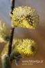 Filename=037_fotowilga.JPG
Filesize=83KB
Dimensions=360x540
Date added=Apr 04, 2012 037_fotowilga.JPG