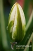 Filename=042_fotowilga.JPG
Filesize=75KB
Dimensions=360x540
Date added=Mar 19, 2012 042_fotowilga.JPG