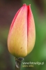 Filename=043_fotowilga~2.JPG
Filesize=75KB
Dimensions=360x540
Date added=May 15, 2012 043_fotowilga~2.JPG