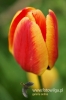 Filename=049_fotowilga.JPG
Filesize=76KB
Dimensions=360x540
Date added=Mar 18, 2012 049_fotowilga.JPG