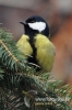 0527_fotowilga~3.JPG