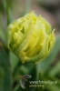 Filename=054_fotowilga~1.JPG
Filesize=74KB
Dimensions=360x540
Date added=May 15, 2012 054_fotowilga~1.JPG