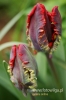Filename=055_fotowilga.JPG
Filesize=83KB
Dimensions=360x540
Date added=Mar 17, 2012 055_fotowilga.JPG