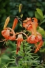 056-crop_[wilga]~1.JPG