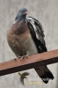 Filename=058_fotowilga~0.JPG
Filesize=62KB
Dimensions=360x540
Date added=Apr 29, 2012 058_fotowilga~0.JPG