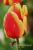 Filename=064_fotowilga.JPG
Filesize=83KB
Dimensions=360x540
Date added=Mar 18, 2012 064_fotowilga.JPG