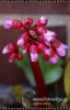 Filename=072_fotowilga~9.JPG
Filesize=83KB
Dimensions=347x540
Date added=Jan 27, 2012 072_fotowilga~9.JPG