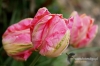 Filename=074_fotowilga.JPG
Filesize=109KB
Dimensions=720x480
Date added=Mar 20, 2012 074_fotowilga.JPG