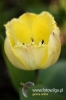 Filename=074_fotowilga~2.JPG
Filesize=71KB
Dimensions=360x540
Date added=May 13, 2012 074_fotowilga~2.JPG