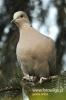 Filename=079_fotowilga~0.JPG
Filesize=74KB
Dimensions=360x540
Date added=Apr 19, 2012 079_fotowilga~0.JPG