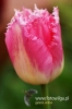 Filename=082_fotowilga.JPG
Filesize=81KB
Dimensions=360x540
Date added=Mar 19, 2012 082_fotowilga.JPG