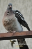 Filename=083_fotowilga~0.JPG
Filesize=60KB
Dimensions=360x540
Date added=Apr 16, 2012 083_fotowilga~0.JPG