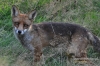 085-crop_[wilga].JPG