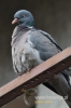 092_fotowilga~0.JPG
