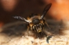 101-crop_[wilga]~6.JPG