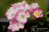 101_fotowilga~7.JPG