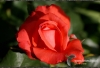 1029_fotowilga.JPG